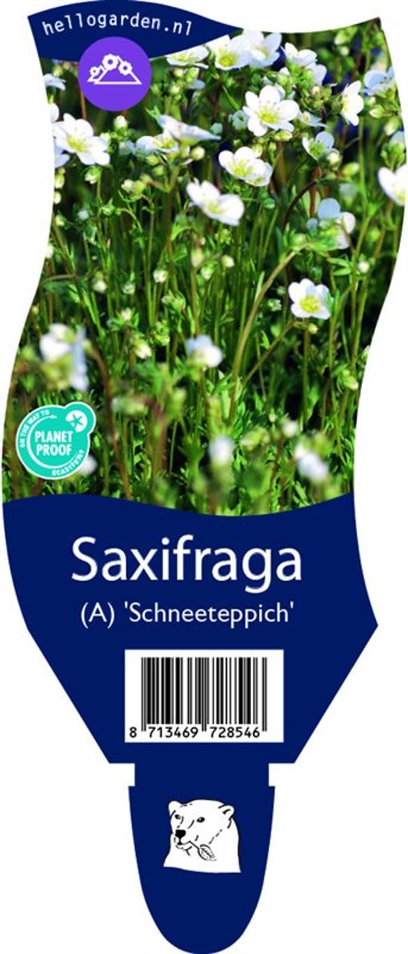 Saxifraga (A) 'Schneeteppich' - P11